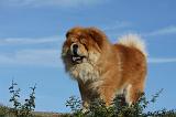 CHOW CHOW 402